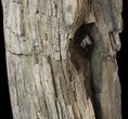 Cretaceous Petrified Wood - Texas #48860-4